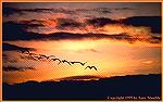 A stunning desert sunset serves as the background for this formation of snow geese. 