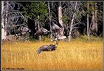 Before they went airborne, this quartet of Canada geese had been feeding in a meadow along a Wyoming highway. 