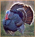 This Merriams gobbler was strutting his stuff for his harem of hens alongside a South Dakota cornfield. 