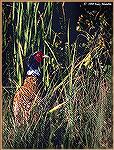 Although the ringneck pheasant is a non-native species in North America, it has proliferated in many states where it reproduces naturally. 