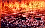 This family of geese decided to eat out on a sunset-lit pond at New Mexico's Bosque Del Apache Wildlife refuge. 