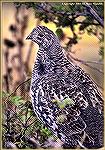 A female blue grouse caught on film while wandering during a light, early morning drizzle. 