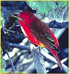 The mixed red & yellow plumage of this juvenile summer tanager suggests it's between one and two years old. 