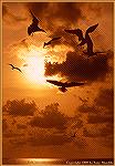 A group of gulls look for dinner off Marathon Key against a colorful Florida sunset. 