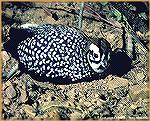 All comfy in the little niche it scratched out, this Mearns quail is a native of the southwest. The species is now basically found mostly in Arizona and the extreme southwest corner of New Mexico. It 