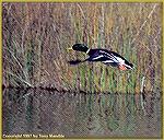 I interrupted this mallard drake while he was resting on a backwater slough at the Bosque del Apache Wildlife Refuge in New Mexico. 