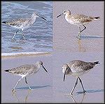 A willet prowls the surf for its breakfast on the beach in Mazatlan, Mexico 