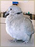 I found this young Collared Dove on my way to work, and although he was uninjured he was so tired, cold and wet because of the severe storms that we've been having, and he let me pick him up and take 