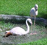 These are two of the not-so-pink flamingos at Pueblo Bonito Resort in Mazatlan, Mexico. 