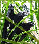 A trio of grooved-bill anis resting on a fan palm frond on the grounds of Pueblo Bonito Resort in Mazatlan, Mex. 