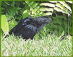 A squawking grooved-bill ani is a "zanate' in Mexico. 