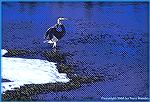 This Great Blue heron was searching for its breakfast in a back eddy off the Yellowstone River.