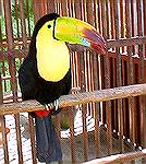 This toucan is one of the exotic birds that are in cages at the Pueblo Bonito Resort in Mazatlan, Mex. 