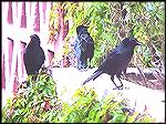This group of crows (?) landed on the patio outside our room. I had to take the photos thru the screen so I didn't spook them. 