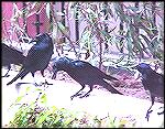 At least a dozen crows (?) invaded the patio outside our room. They appeared to be feeding on insects on the vine-covered walls. 
