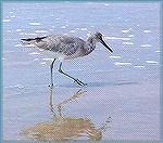 Here's the a bigger image of another willet I located while walking the Mazatlan  beach.