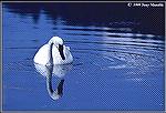 Trumpeter swan floating on the Madison River within Yellowstone National Park. 