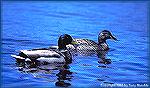 This mallard drake and hen were resting on a pond in California''s Lassen National Park. 