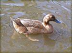 This is one of a few ducks that suddenly appeared at the local duckpond.
I''m thinking Khaki Campbell, but it''s just a guess.  
