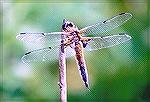 This dragon used a perch that I''d set up at Broadfields, and sat sunning himself, giving me the opportunity to take his picture.