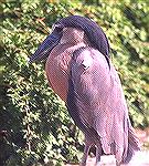 A commonly seen bird on the New River in Belize, Central America.
