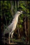 Black crowned night heron was seen sleeping along New River in Belize.