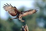 Snail kite, which live on one kind of snail, were seen along New River in Belize.