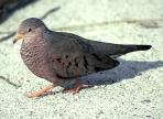 Ground doves were seen on the coastal islands off Belize.

