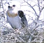 Several of these birds were seen along the New River in Belize.