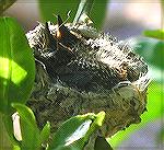 Nesting in a grapefruit tree at eye level! Taken in Surprise, AZ.