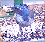 Our Scrub Jay getting a peanut at the backyard feeding station.