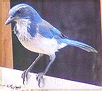 Scrub Jay at the backyard feeding station
in Santa Rosa, California.