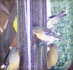 Finches feeding
