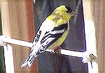 American Gold Finch