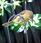 An immature hooded oriole checking out 
the backyard feeding station.  Santa 
Rosa, CA