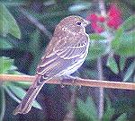 I am not sure what kind of bird this is,
but I imagine some sort of sparrow.  
At a backyard feeder in Santa Rosa, CA.
Any ideas?