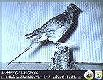 Passenger Pigeon