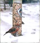 at my feeder,feb.2001
