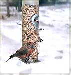 at my feeder,feb.2001