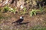 This Grackle has a black and white head,it came to my yard 2 years in a row.