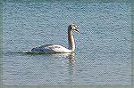 Picture of young swan on GT Bay