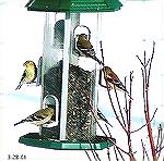 Birds at my feeder
