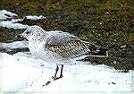 Gull of some kind ?