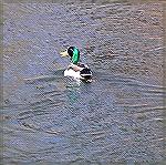 Mallard on the Boardman River