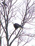 Eagle in tree
Feel very luck to have gotten this shot. The eagle was about 40 feet up in a tree.