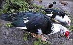 Pair of Muscovy Ducks at the local duck pond in Thornton Dale, North Yorkshire.  Not as pretty as their wild cousins, but beauty is in the eye of the beholder!