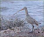 This bird was frequenting the shoreline of Lake Pleasant in Arizona. And if my hunch of its lineage is correct, it didn''t belong there. Prove me right or wrong!!