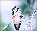 A female Broad-Tailed Hummingbird in Arizona.