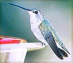 Female black chinned hummingbird in Arizona. 