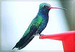 Male Broad-billed Hummingbird in Arizona.